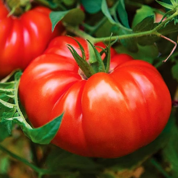 Tomato Beefsteak Live Plant, Tomato Plants Ready to Plant 3 to 5 Inc Tall for Garden in 4" Pot
