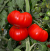 Tomato Beefsteak Live Plant, Tomato Plants Ready to Plant 3 to 5 Inc Tall for Garden in 4" Pot