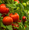 Tomato Beefsteak Live Plant, Tomato Plants Ready to Plant 3 to 5 Inc Tall for Garden in 4" Pot