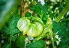 Tomato Beefsteak Live Plant, Tomato Plants Ready to Plant 3 to 5 Inc Tall for Garden in 4" Pot