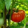 Tomato Beefsteak Live Plant, Tomato Plants Ready to Plant 3 to 5 Inc Tall for Garden in 4" Pot