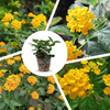 Yellow Lantana Plant Live, 4-7 Inches Tall