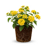 Yellow Lantana Plant Live, 4-7 Inches Tall