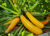 Yellow Squash Plant Live for Planting, Zucchini Summer Squash Plants 3 to 5 Inc Tall in 4" Pot