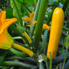 Yellow Squash Plant Live for Planting, Zucchini Summer Squash Plants 3 to 5 Inc Tall in 4" Pot
