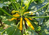 Yellow Squash Plant Live for Planting, Zucchini Summer Squash Plants 3 to 5 Inc Tall in 4" Pot