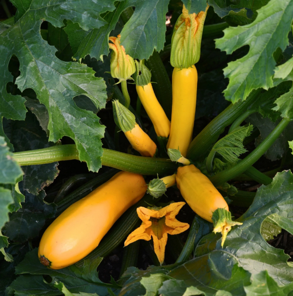 Yellow Squash Plant Live for Planting, Zucchini Summer Squash Plants 3 to 5 Inc Tall in 4" Pot