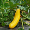 Yellow Squash Plant Live for Planting, Zucchini Summer Squash Plants 3 to 5 Inc Tall in 4" Pot