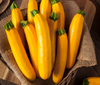 Yellow Squash Plant Live for Planting, Zucchini Summer Squash Plants 3 to 5 Inc Tall in 4" Pot