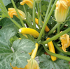Yellow Squash Plant Live for Planting, Zucchini Summer Squash Plants 3 to 5 Inc Tall in 4" Pot