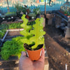 Ric Rac Zig Zag Tropical - Fishbone Cactus Live Plant