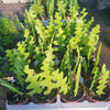 Ric Rac Zig Zag Tropical - Fishbone Cactus Live Plant