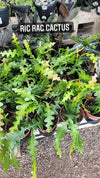 Ric Rac Zig Zag Tropical - Fishbone Cactus Live Plant