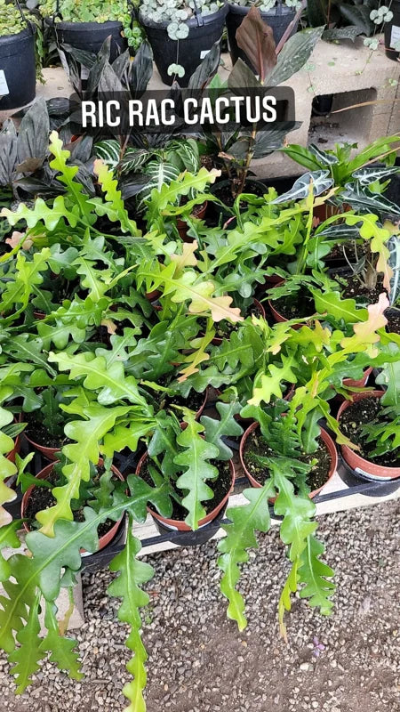 Ric Rac Zig Zag Tropical - Fishbone Cactus Live Plant