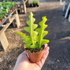 Ric Rac Zig Zag Tropical - Fishbone Cactus Live Plant