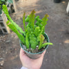 Ric Rac Zig Zag Tropical - Fishbone Cactus Live Plant