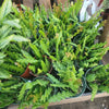 Ric Rac Zig Zag Tropical - Fishbone Cactus Live Plant
