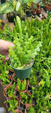 Ric Rac Zig Zag Tropical - Fishbone Cactus Live Plant