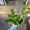 Ric Rac Zig Zag Tropical - Fishbone Cactus Live Plant