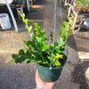 Ric Rac Zig Zag Tropical - Fishbone Cactus Live Plant