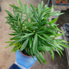 Parlor Palm Live Plant - Indoor Houseplant