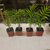 Parlor Palm Live Plant - Indoor Houseplant