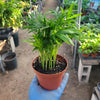 Parlor Palm Live Plant - Indoor Houseplant