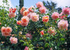 Pearly Gates Climbing Rose Live Plant – 5-7 Inch Tall