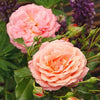 Pearly Gates Climbing Rose Live Plant – 5-7 Inch Tall