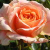 Pearly Gates Climbing Rose Live Plant – 5-7 Inch Tall