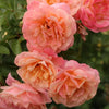 Pearly Gates Climbing Rose Live Plant – 5-7 Inch Tall