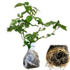 Pearly Gates Climbing Rose Live Plant – 5-7 Inch Tall