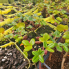 Set 2 Wild Strawberry Plants 4-6 Inch Tall, 3 Inch Pot