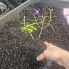 Purple Tibouchina Plant 4-7 Inch Tall, 4 Inch Pot
